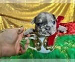 Small Photo #21 French Bulldog Puppy For Sale in HAYWARD, CA, USA