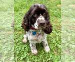 Small #3 Cocker Spaniel