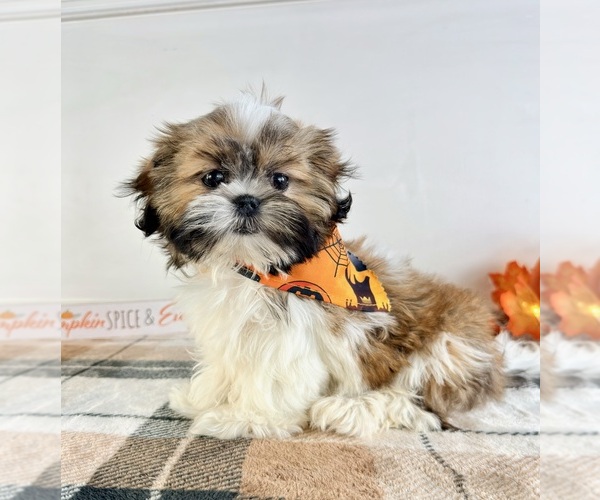 Medium Photo #2 Shih Tzu Puppy For Sale in GREENFIELD, IN, USA