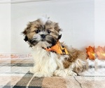 Small #1 Shih Tzu