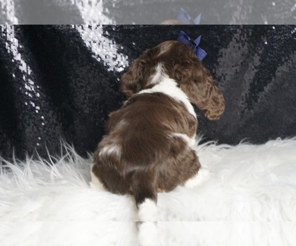 Medium Photo #6 Dachshund Puppy For Sale in WARSAW, IN, USA