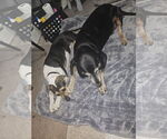 Small Photo #14 American Staffordshire Terrier-Unknown Mix Puppy For Sale in Princeton, MN, USA
