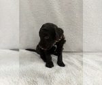 Puppy Arlo Aussiedoodle