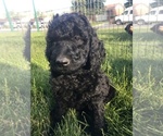 Small Photo #3 Labloodhound-Labradoodle Mix Puppy For Sale in MEINERS OAKS, CA, USA