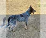 Small #1 Mutt