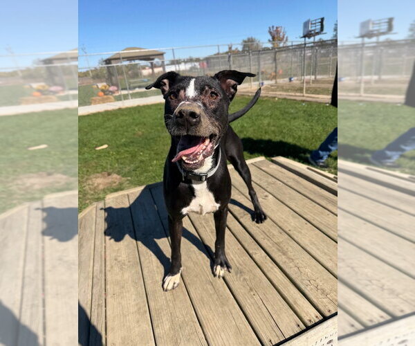Medium Photo #3 American Staffordshire Terrier-Labrador Retriever Mix Puppy For Sale in Pierceton , IN, USA