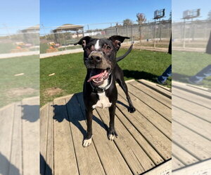 Bentley - Male American Staffordshire Terrier-Labrador Retriever Mix Dog for Adoption - Photo #3