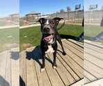 Small Photo #3 American Staffordshire Terrier-Labrador Retriever Mix Puppy For Sale in Pierceton , IN, USA