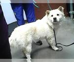 Small Photo #6 Chow Chow-Samoyed Mix Puppy For Sale in Chandler, AZ, USA