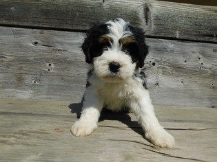 Medium Miniature Bernedoodle