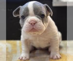 Puppy Poppy French Bulldog