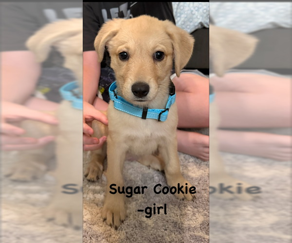 Medium Photo #1 Labrador Retriever-Unknown Mix Puppy For Sale in MIDWAY, UT, USA