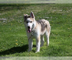 German Shepherd Dog-Siberian Husky Mix Puppy for Sale in HOLMESVILLE, Ohio USA