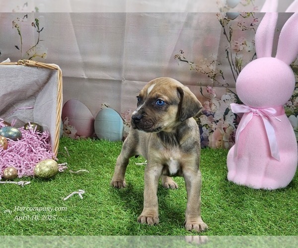 Medium Photo #7 Catahoula Leopard Dog Puppy For Sale in CUMBY, TX, USA