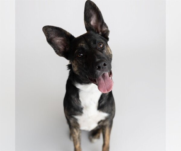 Medium Photo #4 American Pit Bull Terrier-German Shepherd Dog Mix Puppy For Sale in Fargo, ND, USA