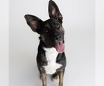 Small Photo #4 American Pit Bull Terrier-German Shepherd Dog Mix Puppy For Sale in Fargo, ND, USA