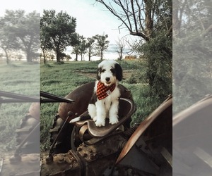 Sheepadoodle Puppy for sale in KILLDEER, ND, USA