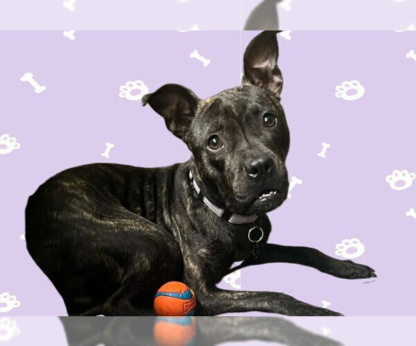 Medium Photo #1 Mutt Puppy For Sale in Springdale, PA, USA