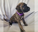 Puppy Daisy Daniff