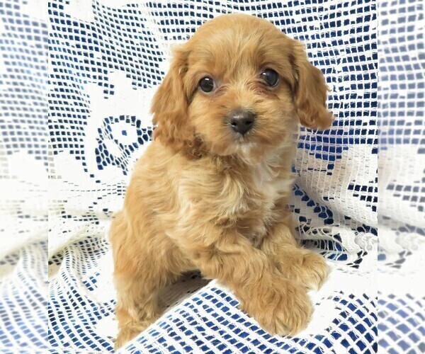 Medium Photo #1 Cavapoo Puppy For Sale in NORWOOD, MO, USA