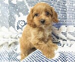 Small Photo #1 Cavapoo Puppy For Sale in NORWOOD, MO, USA