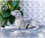 Small #14 Great Dane
