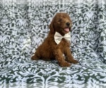 Small #6 Goldendoodle (Miniature)