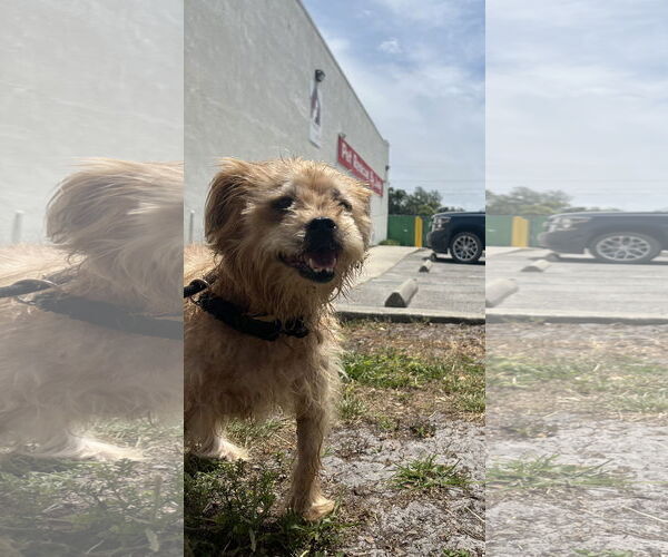 Medium Photo #2 Border Terrier-Norfolk Terrier Mix Puppy For Sale in Sanford, FL, USA