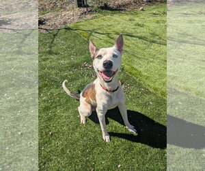Siberian Husky-Unknown Mix Dogs for adoption in Calhoun, GA, USA