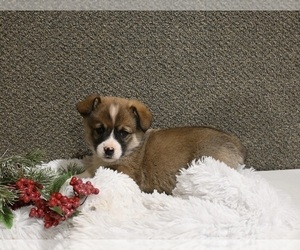 Pembroke Welsh Corgi Puppy for sale in APPLE CREEK, OH, USA