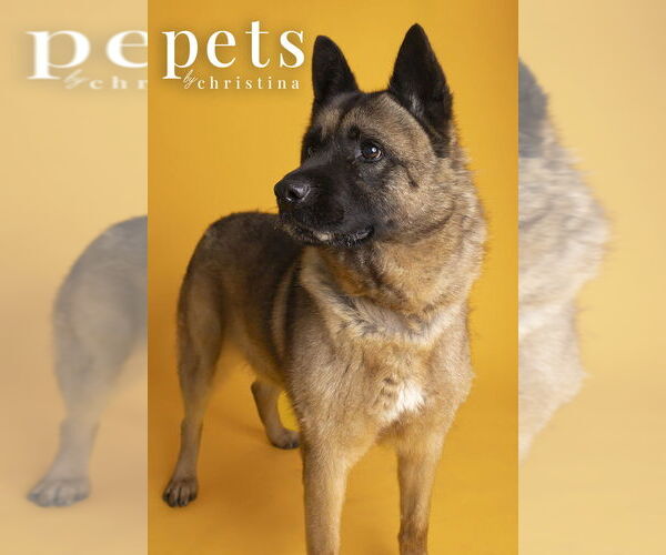 Medium Photo #1 Akita Puppy For Sale in Foristell, MO, USA
