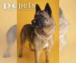 Small Akita