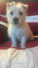 West Highland White Terrier Puppy for sale in NEOSHO, MO, USA