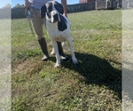 Small Photo #2 Great Dane Puppy For Sale in CLEVELAND, NC, USA
