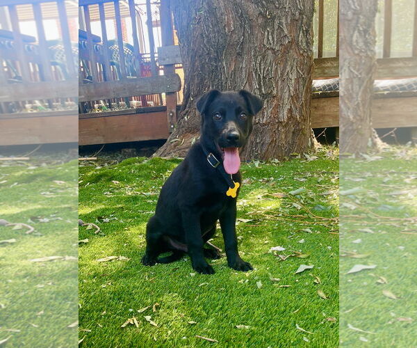 Medium Photo #1 Mutt Puppy For Sale in Sandy, UT, USA