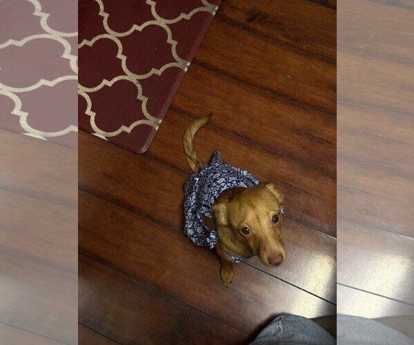 Medium Photo #4 Chihuahua-Unknown Mix Puppy For Sale in Holly Springs, NC, USA