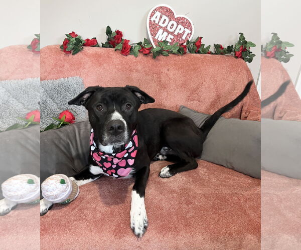 Medium Photo #9 Mutt Puppy For Sale in Rockaway, NJ, USA