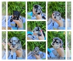 Small Photo #1 Schnauzer (Miniature) Puppy For Sale in BRUNDIDGE, AL, USA