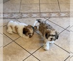 Litter of 2 - Male Shih TzuLitter of Puppies for Sale - Photo #3