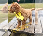 Small Photo #10 Goldendoodle Puppy For Sale in KISSIMMEE, FL, USA