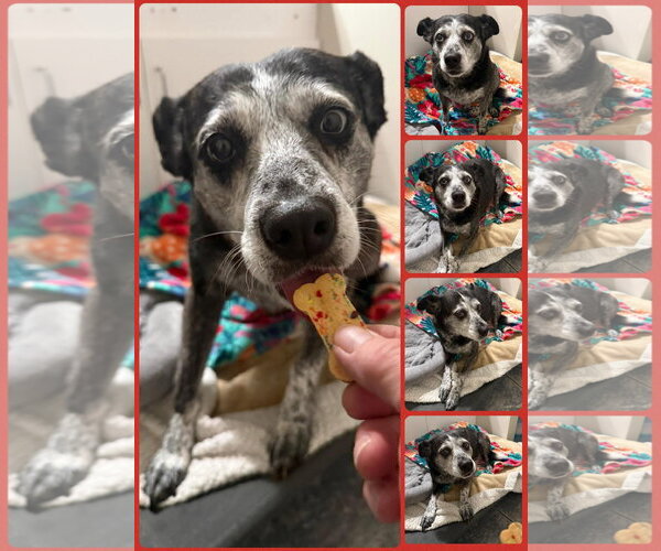 Medium Photo #1 Australian Shepherd-Unknown Mix Puppy For Sale in Walnutport, PA, USA