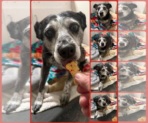 Australian Shepherd-Unknown Mix Dogs for adoption in Walnutport, PA, USA