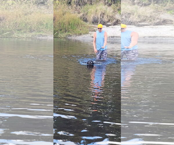 Medium Photo #2 Black and Tan Coonhound Puppy For Sale in Royal Palm Beach, FL, USA