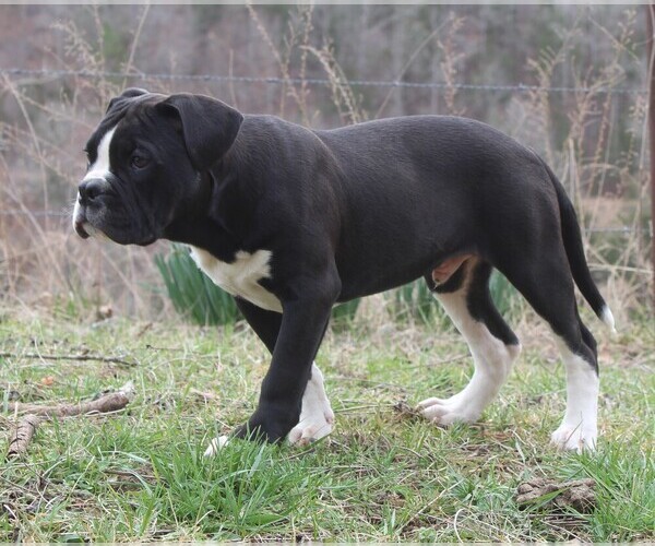 Medium Photo #8 Alapaha Blue Blood Bulldog Puppy For Sale in MARBLE FALLS, AR, USA