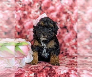 Poodle (Toy) Puppy for sale in KINZERS, PA, USA