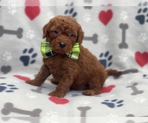 Goldendoodle (Miniature) Puppy for sale in LAKELAND, FL, USA