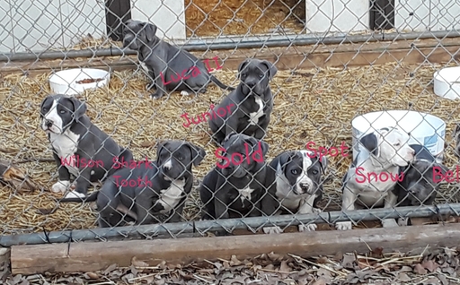 Medium Photo #1 American Pit Bull Terrier Puppy For Sale in ALVORD, TX, USA