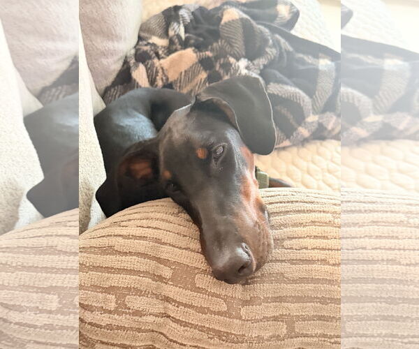 Medium Photo #5 Doberman Pinscher Puppy For Sale in Minneaoplis, MN, USA