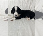 Small Photo #4 Aussiedoodle Puppy For Sale in KATY, TX, USA
