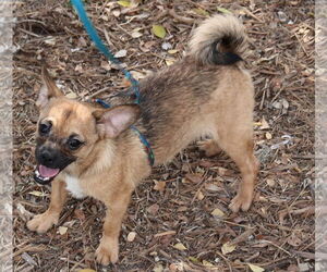 Chug Dogs for adoption in Bandera, TX, USA